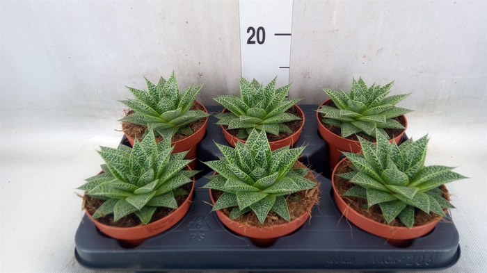 <h4>xGasteraloe  'Noa'</h4>