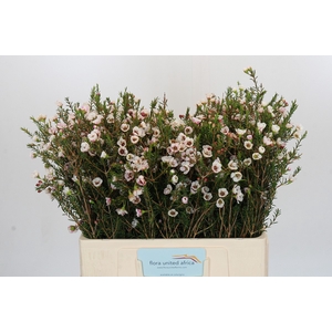 Chamelaucium Moonlight Delight