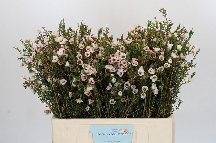 <h4>Chamelaucium Moonlight Delight</h4>