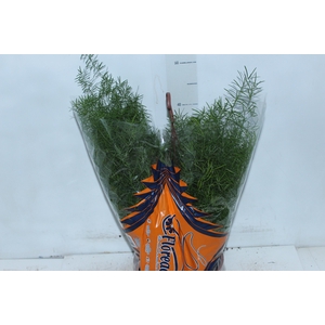 ASPARGO ALFINETE C21