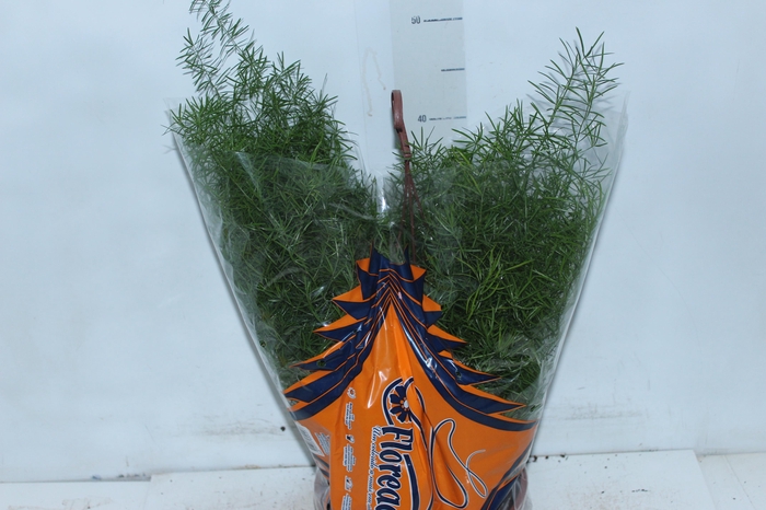 <h4>ASPARGO ALFINETE C21</h4>