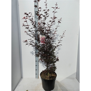 Acer palmatum 'Skeeters Broom'