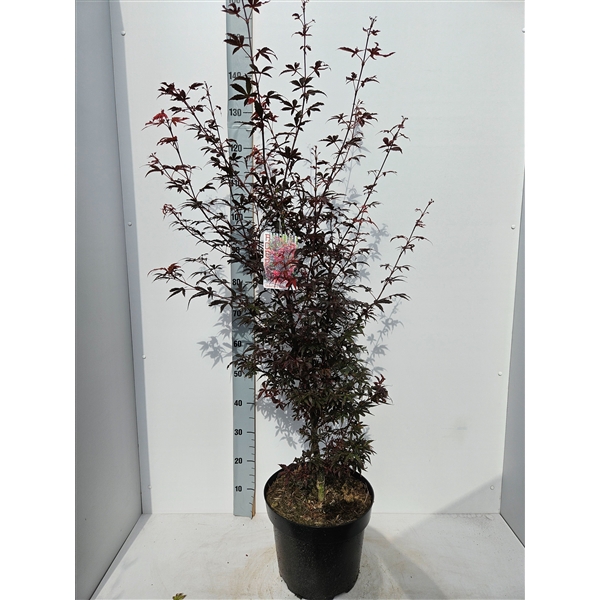 <h4>Acer palmatum 'Skeeters Broom'</h4>