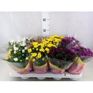 Chrysanthemum   ..mix 7