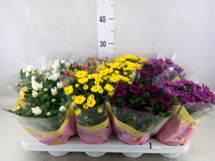 <h4>Chrysanthemum   ..mix 7</h4>