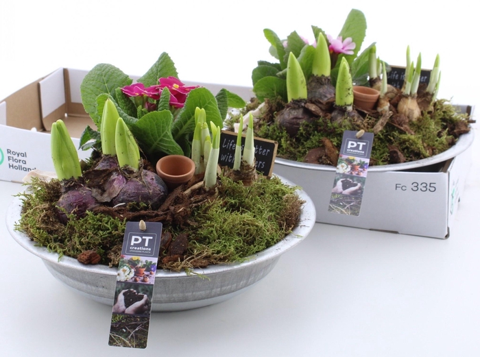 <h4>ARR PL IN SCHAAL</h4>