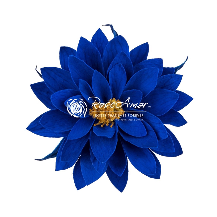 <h4>Dalia Blu03</h4>