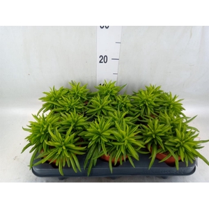 Peperomia ferreyrae 'Happy-Bean'