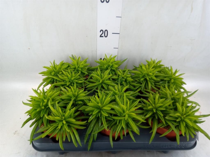 <h4>Peperomia ferreyrae 'Happy-Bean'</h4>