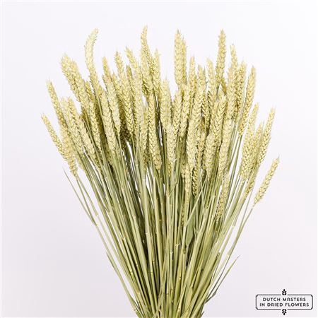 <h4>Dried Triticum (tarwe) Natural Bunch</h4>