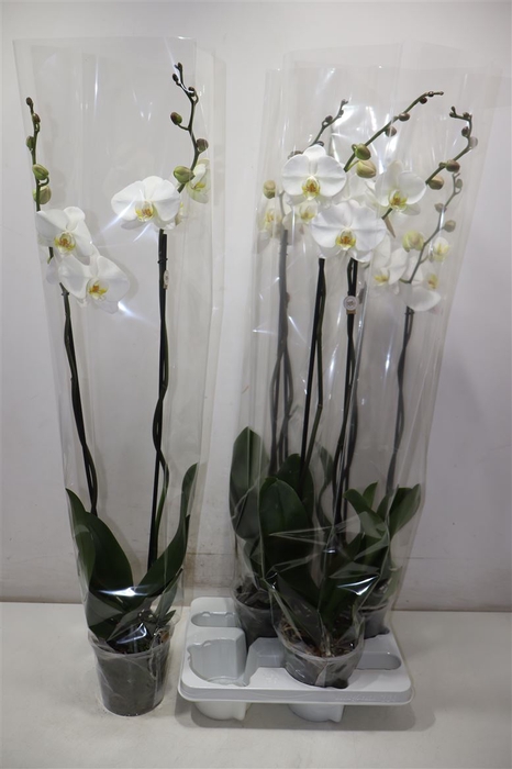 <h4>Phal Ov Wit</h4>