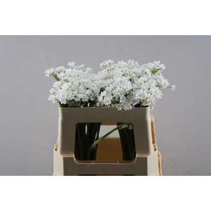 Allium Flocon (50cm)