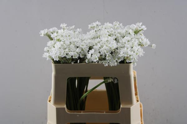 <h4>Allium Flocon (50cm)</h4>