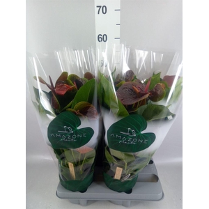 Anthurium andr. 'Essencia'