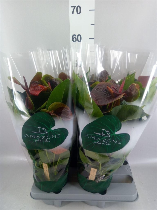 <h4>Anthurium andr. 'Essencia'</h4>