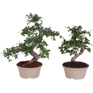 Bonsai Indoor Mix Ø15cm S-Shape in Carbon Free Pot
