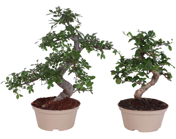 <h4>Bonsai Indoor Mix Ø15cm S-Shape in Carbon Free Pot</h4>