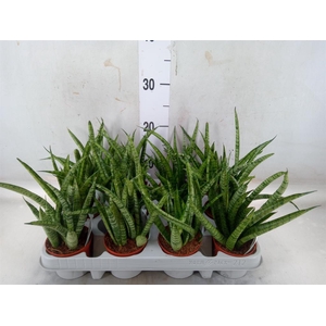 Sansevieria 'Fernwood'