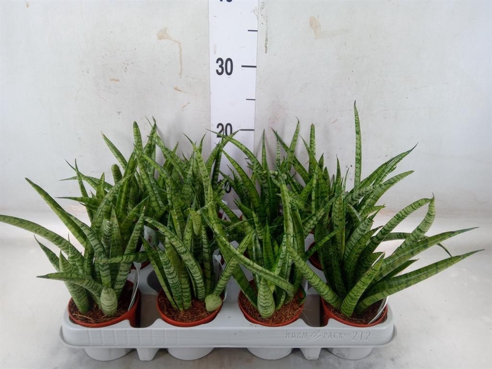 <h4>Sansevieria  'Fernwood'</h4>