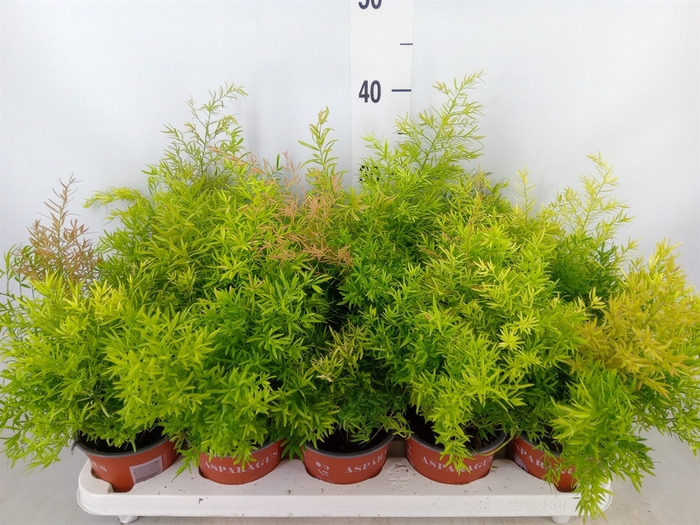 <h4>Asparagus dens. 'Cwebe'</h4>