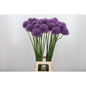 Allium Gladiator