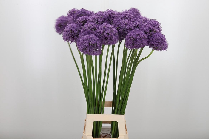 <h4>Allium Gladiator</h4>