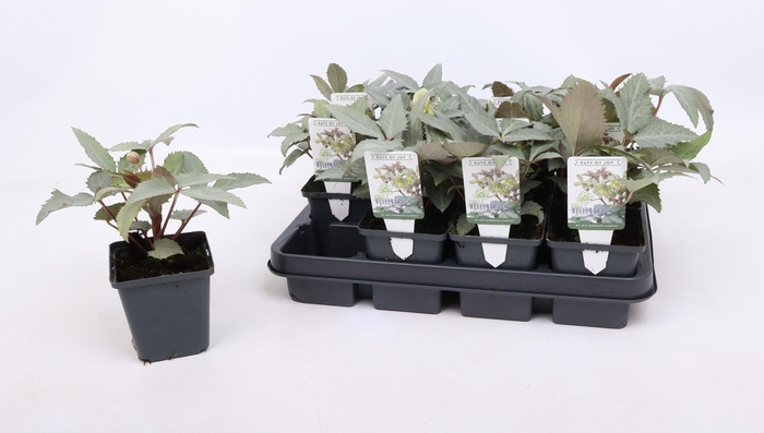 <h4>Helleborus sternii 'Silver Star' 9 cm</h4>