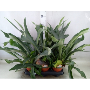 Platycerium bifurc.