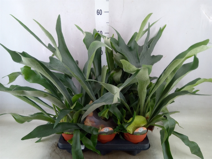 <h4>Platycerium bifurc.</h4>