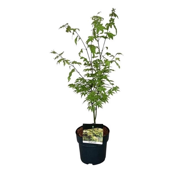 <h4>Acer shirasawanum 'Jordan'</h4>