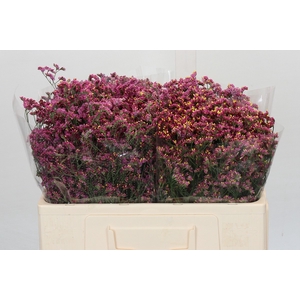 Limonium China Red