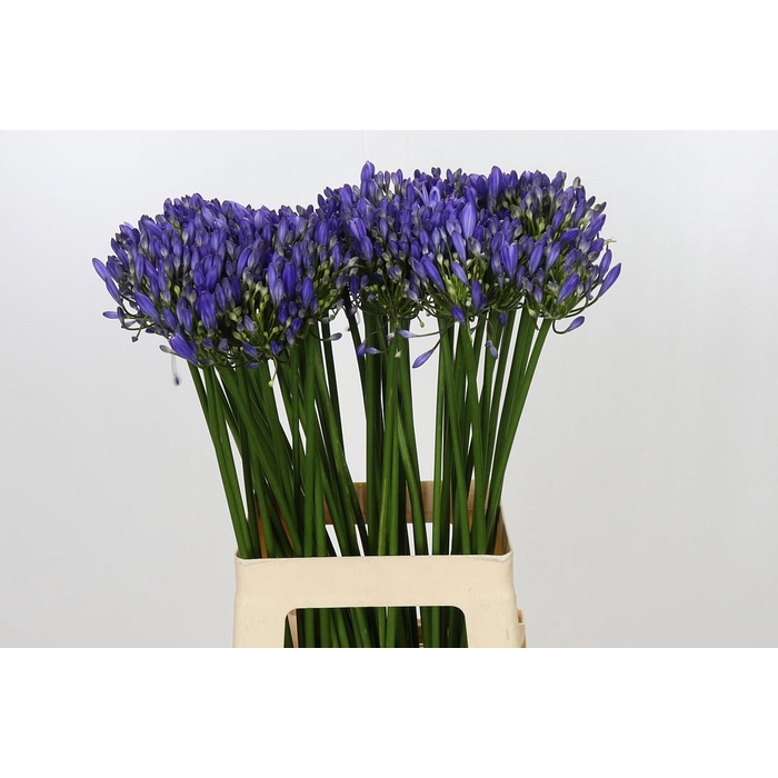 <h4>Agapanthus Blue Heaven</h4>
