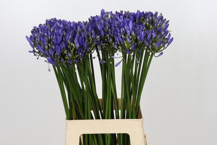 <h4>Agapanthus Blue Heaven</h4>