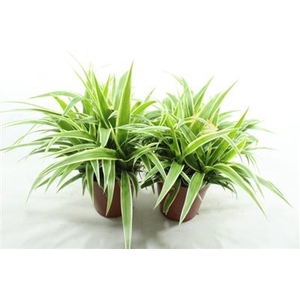 Chlorophytum