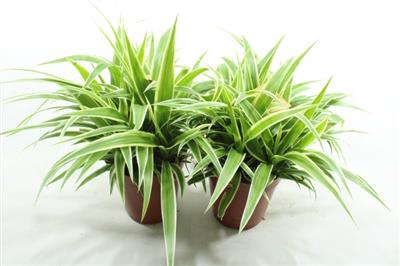 <h4>Chlorophytum</h4>
