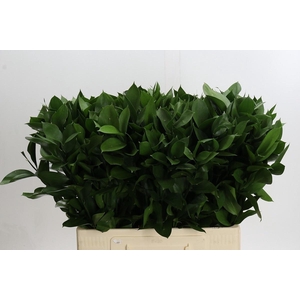 RUSCUS HYPOPHYLLUM