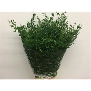 Ruscus Soft Long 4 Stelen 150 Gram