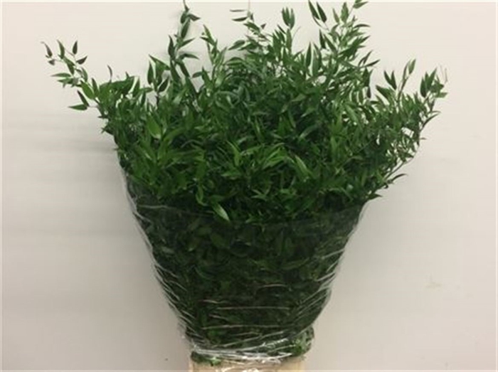 <h4>Ruscus Soft Long 4 Stems</h4>