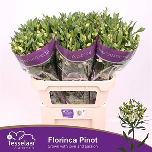 Alstroemeria fl pinot