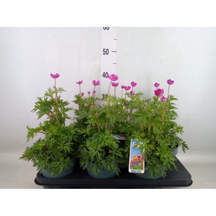 <h4>Anemone   ...</h4>