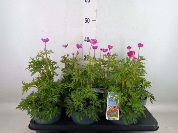 <h4>Anemone   ...</h4>