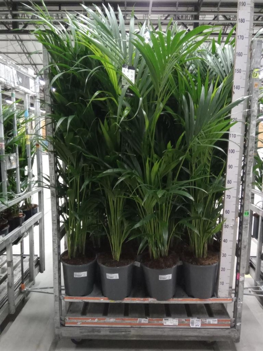 <h4>Howea forsteriana</h4>