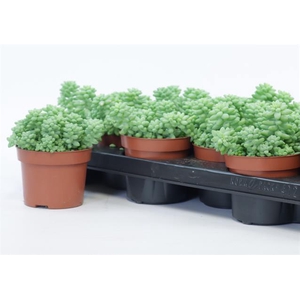 SEDUM BURRITO