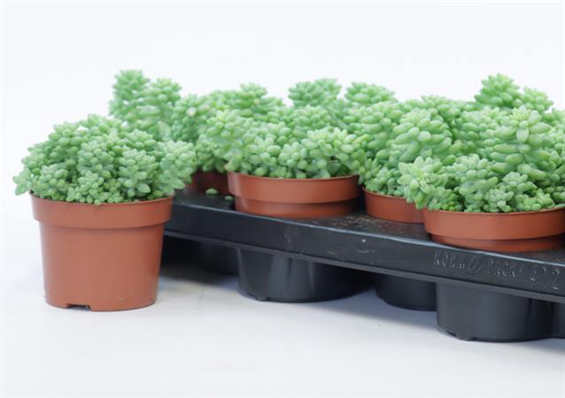 <h4>SEDUM BURRITO</h4>