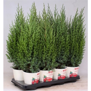 Stricta P-13 in smartcup CHRISTMAS