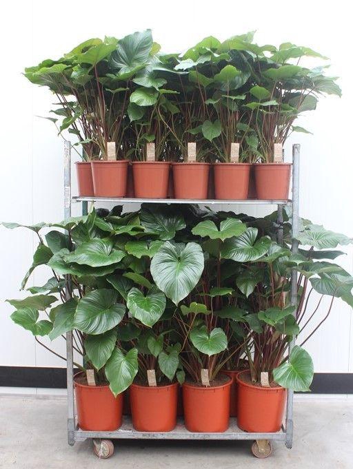 <h4>Mixkar Homalomena rubescens Maggy pot 24-34cm</h4>