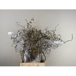 Corylus (2-Jarig)