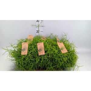 Rhipsalis baccifera 'Oasis'