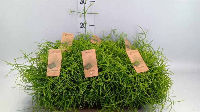 <h4>Rhipsalis baccifera 'Oasis'</h4>
