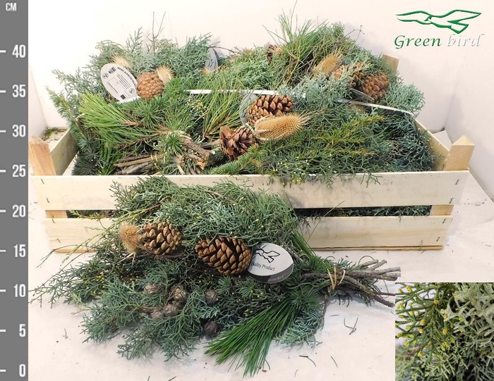 <h4>KERSTGROEN OV BS</h4>